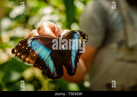 Blaue morpho Butterfly an mariposario oder Schmetterlingsfarm Pilpintuwasi in der Nähe von Iquitos, peruanischen Amazonas, Provinz Maynas, Loreto Abteilung, Peru Stockfoto