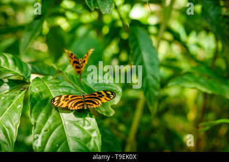 Schöne Stalachtis calliope allgemein als Peruanischen Tiger bei mariposario Pilpintuwasi, peruanischen Amazonas, Loreto Abteilung, Iquitos, Peru bekannt Stockfoto