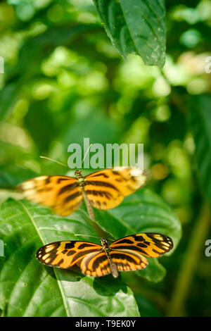 Schöne Stalachtis calliope allgemein als Peruanischen Tiger bei mariposario Pilpintuwasi, peruanischen Amazonas, Loreto Abteilung, Iquitos, Peru bekannt Stockfoto