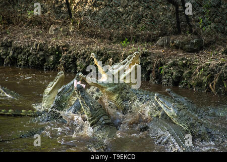 Eine Gruppe von Nil Krokodile (Crocodylus niloticus) kämpfen für Fleisch auf einem Seil über Ihnen, Haller Park, Kenia Stockfoto