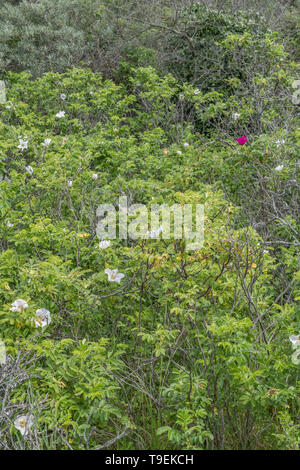 Meist weißen Blüten von wild Japanische Rose/Rosa rugosa an der Küste von Cornwall Strand. Die semi-sweet Hagebutten essbar sind. Stockfoto