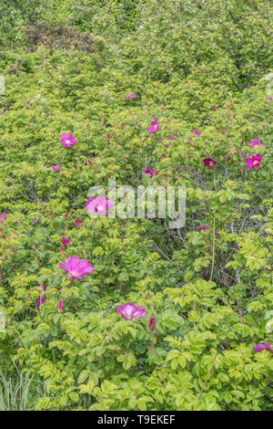Rosa Blume wilder Japanische Rose/Rosa rugosa an der Küste von Cornwall Strand. Die semi-sweet Hagebutten essbar sind. Stockfoto