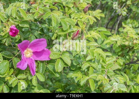 Rosa Blume wilder Japanische Rose/Rosa rugosa an der Küste von Cornwall Strand. Die semi-sweet Hagebutten essbar sind. Stockfoto