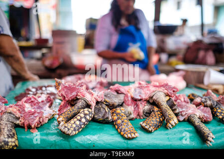 Turtle Fleisch zum Verkauf Tierwelt Metzger' Stall bei Belen Markt oder Mercado Belén auf Iquitos im Peruanischen Amazonas, Provinz Maynas, Loreto Region, Peru Stockfoto