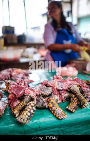 Turtle Fleisch zum Verkauf Tierwelt Metzger' Stall bei Belen Markt oder Mercado Belén auf Iquitos im Peruanischen Amazonas, Provinz Maynas, Loreto Region, Peru Stockfoto