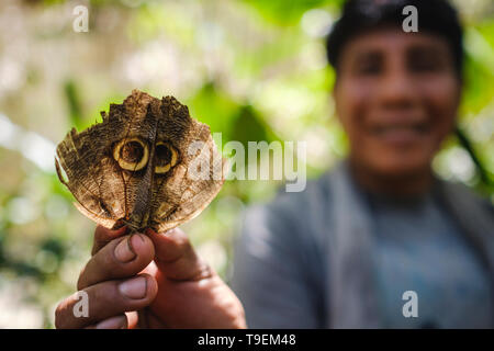 Schmetterling, Flügel, wie ein wildes Tier Gesicht für Selbst - Schutz bei mariposario Pilpintuwasi, peruanischen Amazonas, Loreto Abteilung, Iquitos, Peru Stockfoto