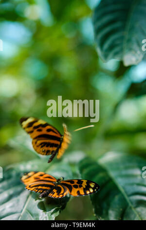 Schöne Stalachtis calliope allgemein als Peruanischen Tiger bei mariposario Pilpintuwasi, peruanischen Amazonas, Loreto Abteilung, Iquitos, Peru bekannt Stockfoto