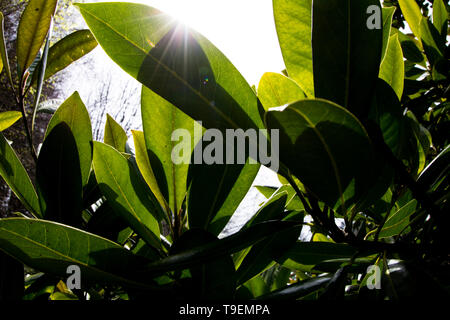 Coleton Fishacre ist ein Anwesen, bestehend aus einem 24-Hektar großen Garten und ein Haus, hat die Eigenschaft, im Besitz des National Trust seit 1982. Stockfoto