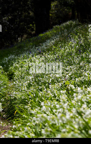 Coleton Fishacre ist ein Anwesen, bestehend aus einem 24-Hektar großen Garten und ein Haus, hat die Eigenschaft, im Besitz des National Trust seit 1982. Stockfoto