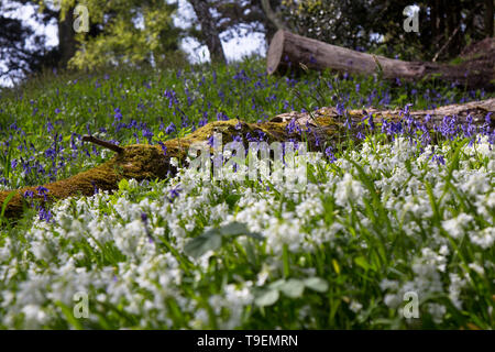 Coleton Fishacre ist ein Anwesen, bestehend aus einem 24-Hektar großen Garten und ein Haus, hat die Eigenschaft, im Besitz des National Trust seit 1982. Stockfoto
