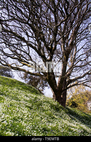 Coleton Fishacre ist ein Anwesen, bestehend aus einem 24-Hektar großen Garten und ein Haus, hat die Eigenschaft, im Besitz des National Trust seit 1982. Stockfoto