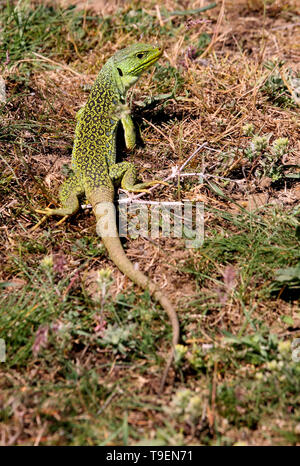 Timon Fuchsjagd Stockfoto