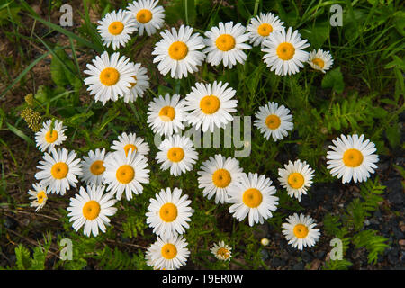 Oxeye Daisy (Leucanthemum vulgare) wächst mit Augenbinde See in der Nähe von Kenora Ontario Kanada Stockfoto