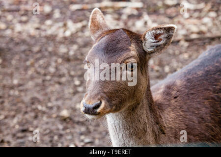 Portrait von Europäischen Rotwild (Cervus elaphus) im Wald Stockfoto