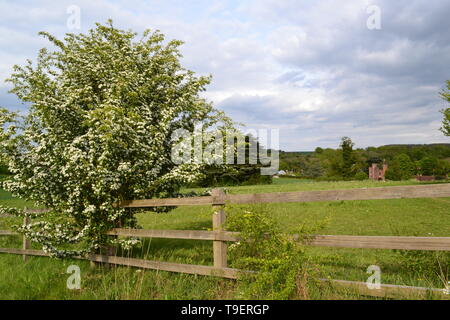 Weißdorn und Zedern des Libanon Baum in Darent Tal von mittelalterlichen Lullingstone Castle, Kent, ein Liebling von Henry VIII, auf einem hellen aber bewölkt Tag Stockfoto