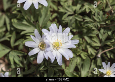 Blumen von Anemone blandii Stockfoto