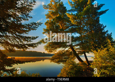 White Pine Bäume auf See von zwei Flüssen, Algonquin Provincial Park, Ontario, Kanada Stockfoto