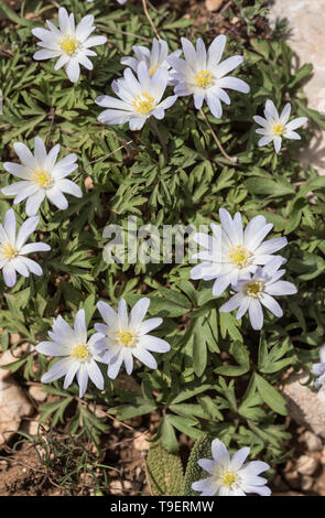 Blumen von Anemone blandii Stockfoto