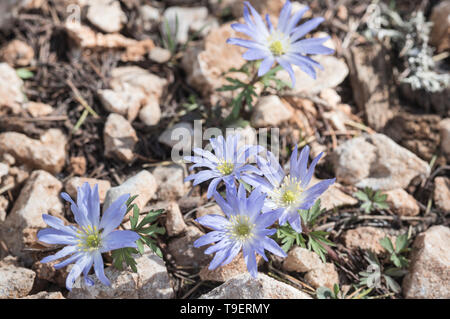 Blumen von Anemone blandii Stockfoto