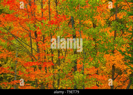 Herbstfarben am Lac Wapizagonke. Region der Grossen Seen - St. Lawrence Wald Region. La Mauricie Nationalpark Quebec Kanada Stockfoto