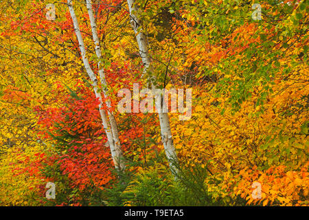 Herbstfarben am Lac Wapizagonke, Great Lakes - St. Lawrence Wald Region. La Mauricie Nationalpark Quebec Kanada Stockfoto