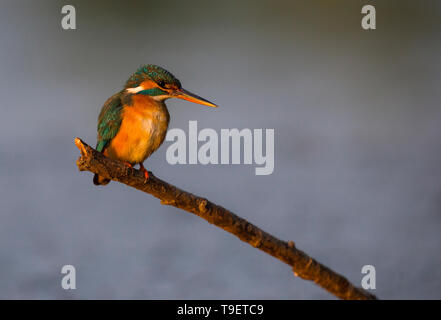 Weibliche Eisvögel thront am Fluss Hintergrund Stockfoto