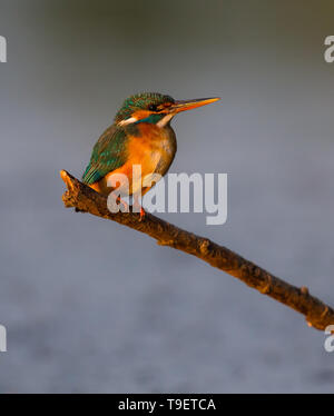 Weibliche Eisvögel thront am Fluss Hintergrund Stockfoto