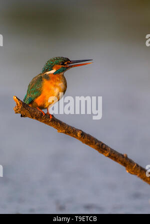 Weibliche Eisvögel thront am Fluss Hintergrund Stockfoto