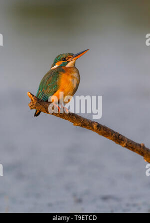 Weibliche Eisvögel thront am Fluss Hintergrund Stockfoto