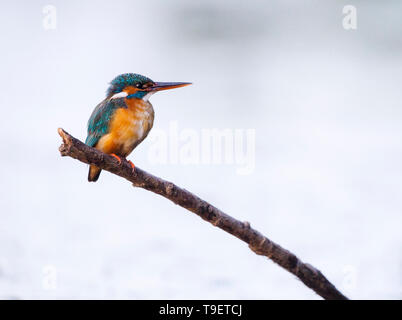 Weibliche Eisvögel thront am Fluss Hintergrund Stockfoto