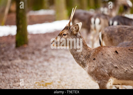 Portrait von europäischen Reh (Capreolus capreolus) im Wald Stockfoto