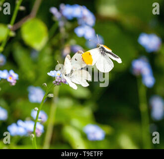 Zwei Schmetterlinge Anthocharis cardamines Orange tip Paarung in der englischen Landschaft im Frühling Stockfoto