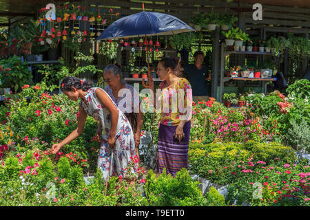 Gärtnerei in Yangon Stockfoto