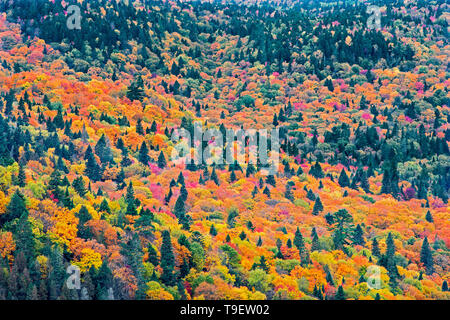 Herbstfarben in der Laurentian Mountains. Region der Grossen Seen - St. Lawrence Wald Region, La Mauricie Nationalpark, Quebec, Kanada Stockfoto