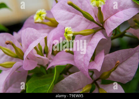 Rosa Lila bougainvillaea Blume Makroaufnahme Stockfoto