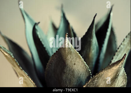 Schließen Sie herauf Bild einer Aloe vera Schuß in Afrika Stockfoto