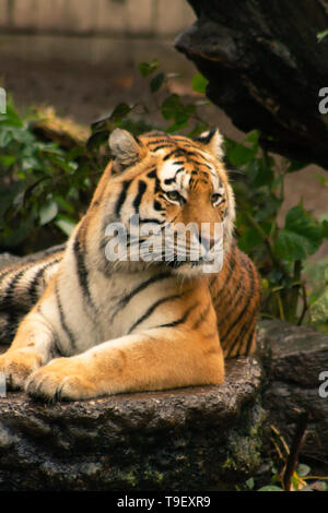 Ein einziger Tiger legte sich im Kopenhagener Zoo in Dänemark nieder Stockfoto