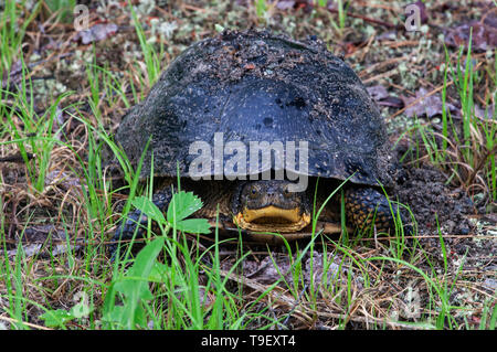 Blanding's Schildkröte (Emys Emydoidea blandingii oder blandingii) Killarney Provincial Park, Ontario, Kanada Stockfoto