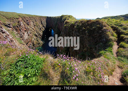 Bullers von Buchan, Seeklippen, arch und Geo, mit nistenden Vögel. Stockfoto