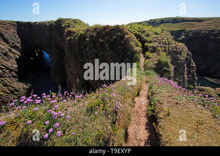 Bullers von Buchan, Seeklippen, arch und Geo, mit nistenden Vögel. Stockfoto