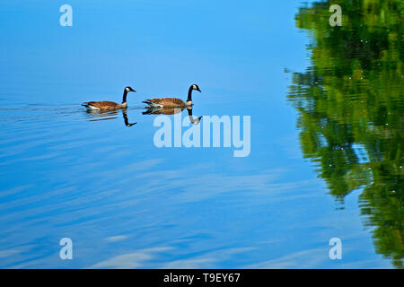 Kanadagänse (Branta canadensis) auf Andy Lake in der Nähe von Kenora, Ontario, Kanada Stockfoto