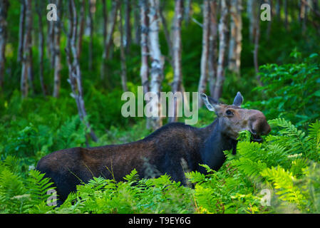 Elch (Alces alces) in der borealen Wald, Dies ist ein Provincial Park und keine echte Canadian National Park Parc National de la Gaspésie Quebec Kanada Stockfoto