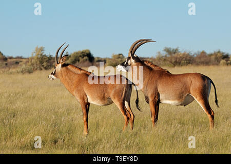 Ein paar seltene roan Antilopen (Hippotragus Equinus) im natürlichen Lebensraum, Südafrika Stockfoto