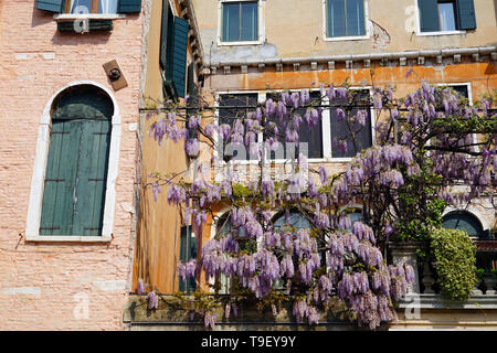 Lila wisteria Blüten hängen von der Rebe Stockfoto