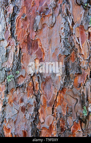 Rinde der roten Kiefern (Pinus resinosa) Sioux Narrows Provincial Park, Ontario, Kanada Stockfoto