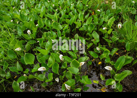 Wasser Arum (Calla palustris) Blüten im Sumpf auf Kendall Einlass Straße Kenora Ontario Kanada wachsenden Stockfoto