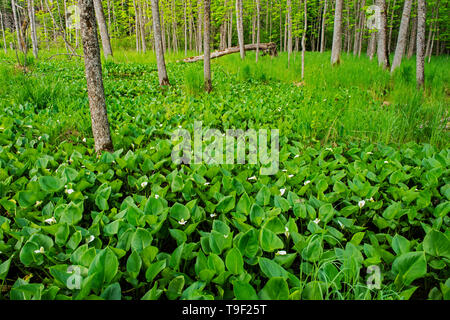 Wasser Arum (Calla palustris) Blüten im Sumpf auf Kendall Einlass Straße Kenora Ontario Kanada wachsenden Stockfoto