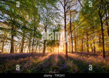Magische bluebell Wald im Frühling. Sunrise Wald Szene mit wilden lila Blüten und die Sonnenstrahlen durch die Bäume Stockfoto