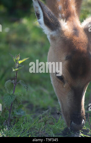 Vietnamesische Sika Hirsch Stockfoto