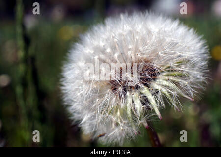 Flauschigen weißen Löwenzahn Blume mit Samen in der Natur auf die Wiese. Löwenzahn Feld auf den sonnigen Tag. Blühende Löwenzahn auf grünem Hintergrund. Stockfoto